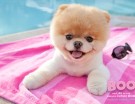 Boo, il cane più famoso che c’è