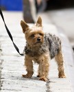 Il cane di Miranda Kerr