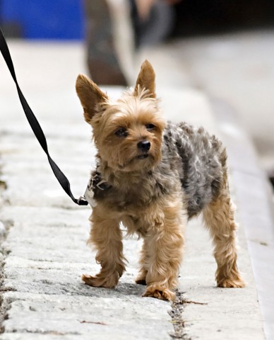 Il cane di Miranda Kerr