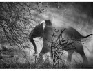 Kafue National Park, Zambia, 2010