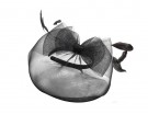 Fascinator