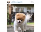 @buddyboowaggytails