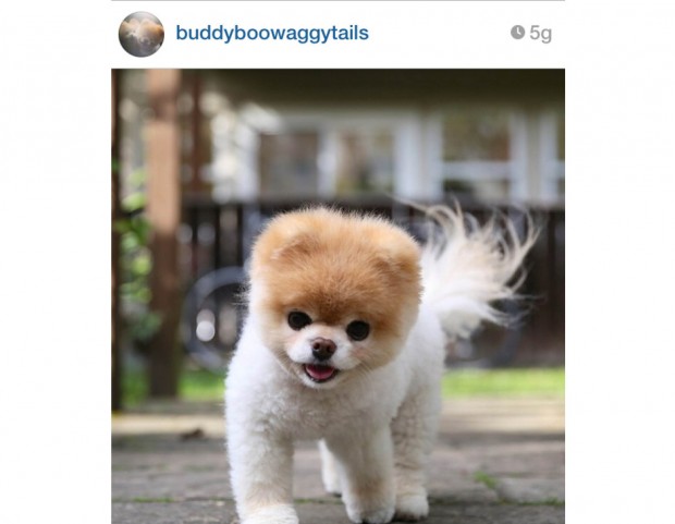 @buddyboowaggytails