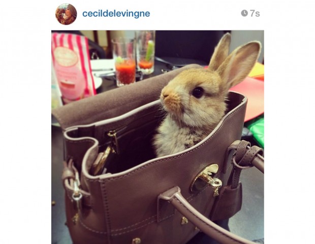 @cecilcelevingne