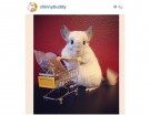 @chinnybuddy