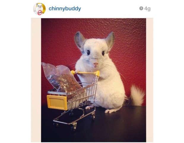 @chinnybuddy