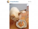 @choupettediary