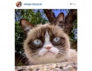 @realgrumpycat