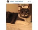 @hamilton_the_hipster_cat