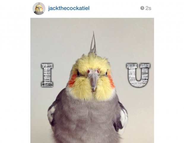 @jackthecockatiel