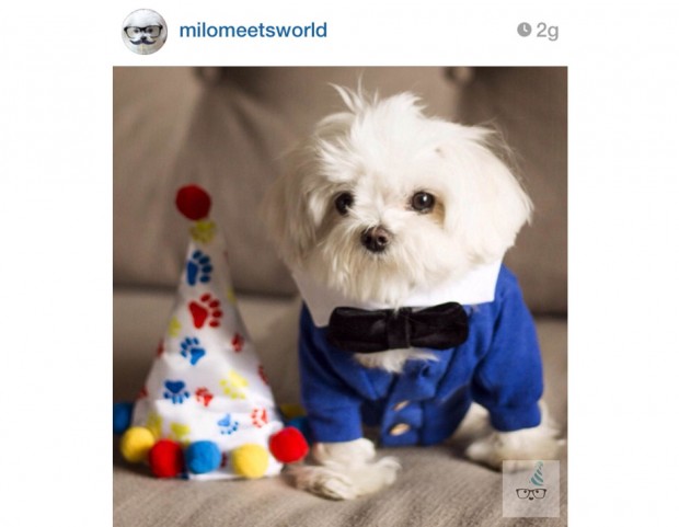 @milomeetsworld