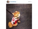 @oliverthefox