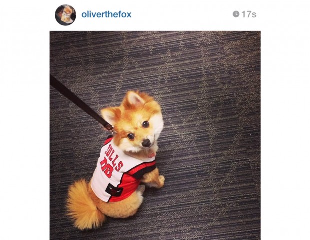 @oliverthefox