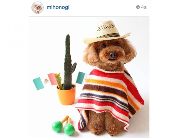 @mihonogi