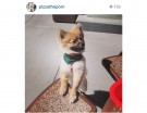 @pizzathepom