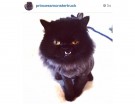 @princessmonstertruck