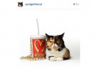 @pudgethecat