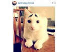 @samhaseyebrows