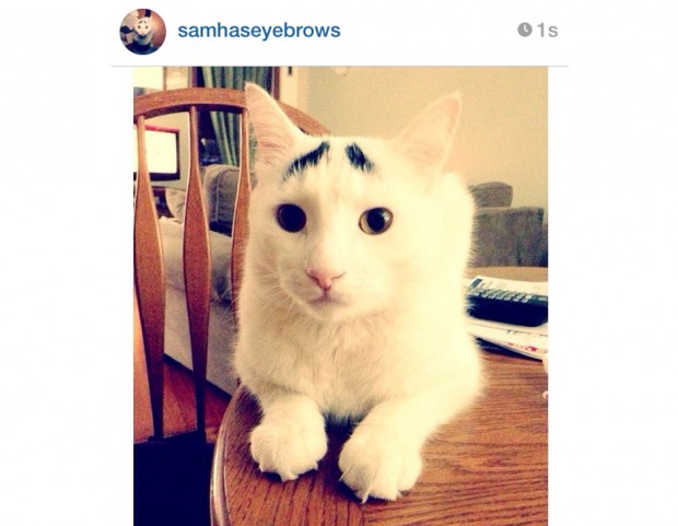 @samhaseyebrows