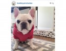 @barkleysircharles