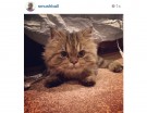 @smushball