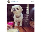 @stevethedog
