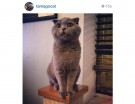@tamagocat