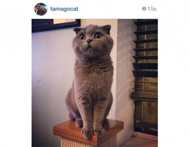 @tamagocat