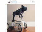 @trotterpup