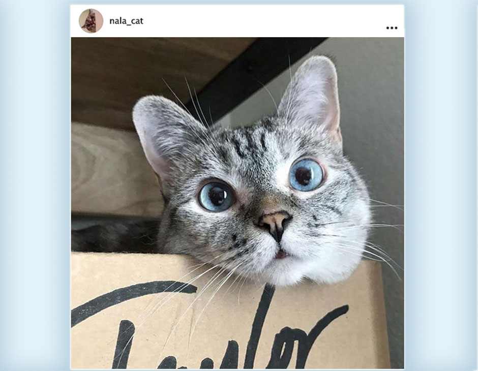 International Cat Day: i gatti più famosi su Instagram