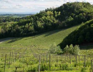 tenuta tenaglia
